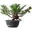 Juniperus chinensis, 23 cm, ± 18 ans