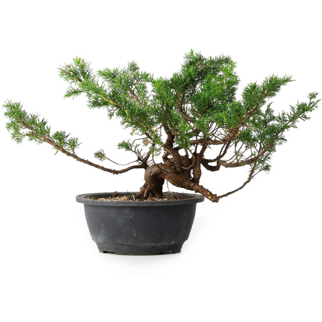 Juniperus chinensis, 23 cm, ± 18 years old