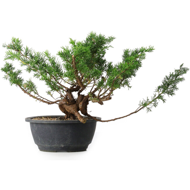 Juniperus chinensis, 23 cm, ± 18 jaar oud