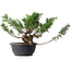 Juniperus chinensis, 23 cm, ± 18 ans