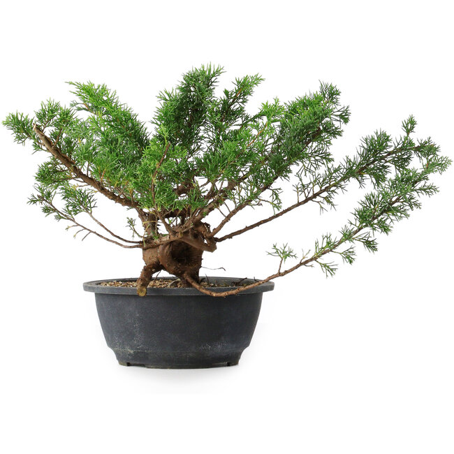 Juniperus chinensis, 23 cm, ± 18 years old