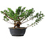 Juniperus chinensis, 23 cm, ± 18 ans