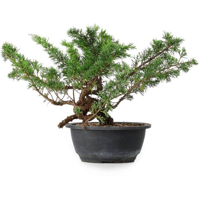 Juniperus chinensis, 23 cm, ± 18 years old