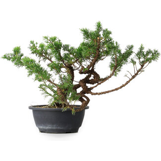 Juniperus chinensis, 28,5 cm, ± 18 anni Juniperus chinensis, 28,5 cm, ± 18 anni