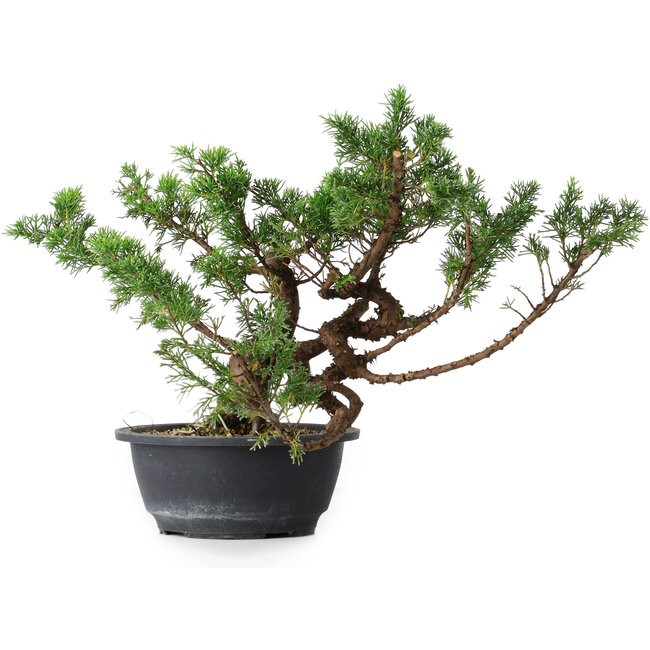 Juniperus chinensis, 28,5 cm, ± 18 anni