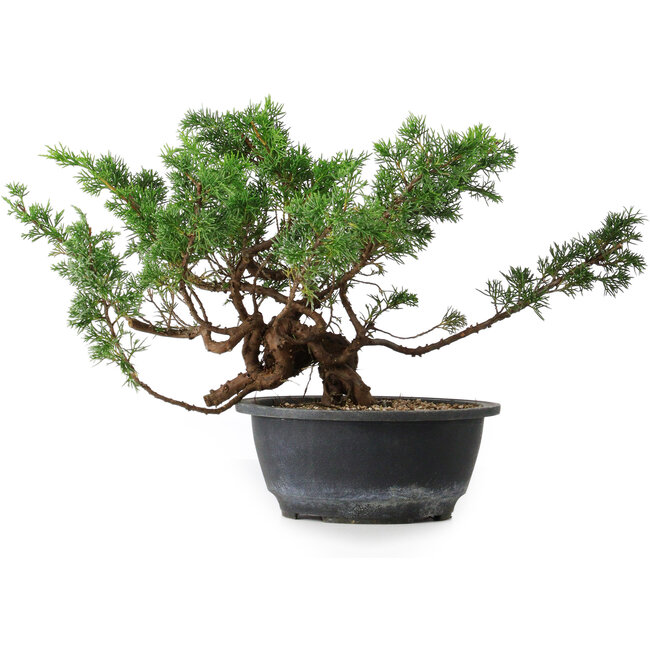 Juniperus chinensis, 23 cm, ± 18 jaar oud