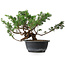 Juniperus chinensis, 23 cm, ± 18 ans