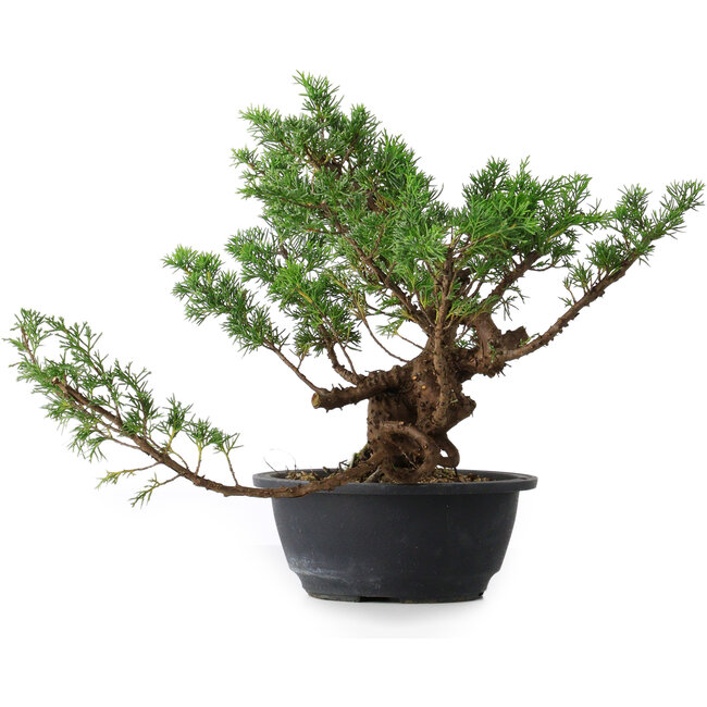 Juniperus chinensis, 28,5 cm, ± 18 Jahre alt