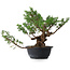 Juniperus chinensis, 28,5 cm, ± 18 ans