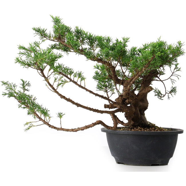 Juniperus chinensis, 28,5 cm, ± 18 Jahre alt