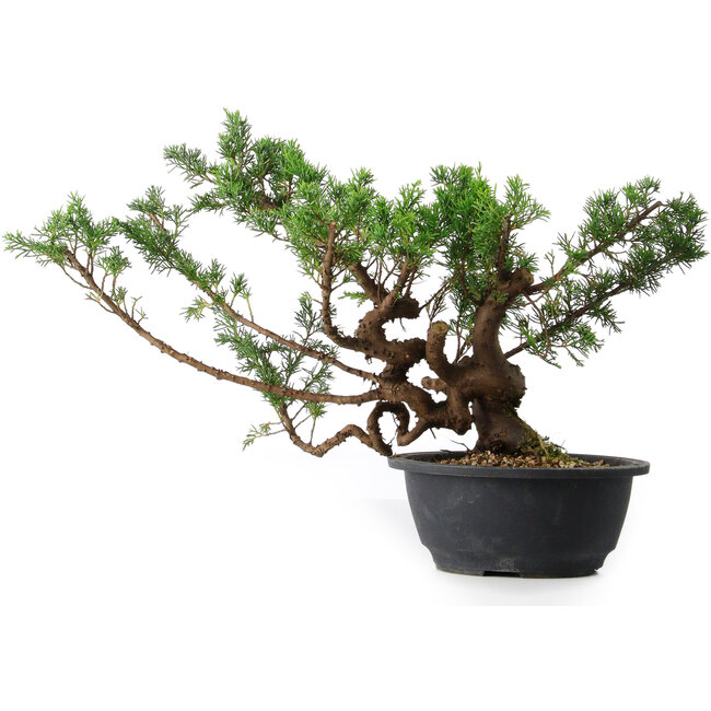 Juniperus chinensis, 28,5 cm, ± 18 años