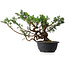 Juniperus chinensis, 28,5 cm, ± 18 ans