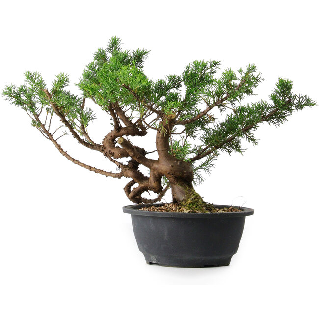 Juniperus chinensis, 28,5 cm, ± 18 anni