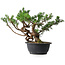 Juniperus chinensis, 28,5 cm, ± 18 ans