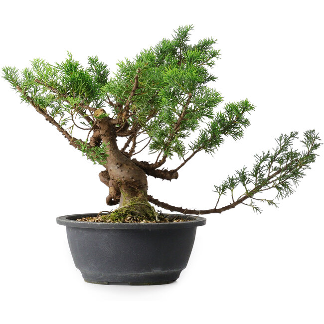 Juniperus chinensis, 28,5 cm, ± 18 años