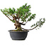 Juniperus chinensis, 28,5 cm, ± 18 ans