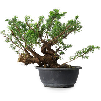 Juniperus chinensis, 25 cm, ± 18 ans