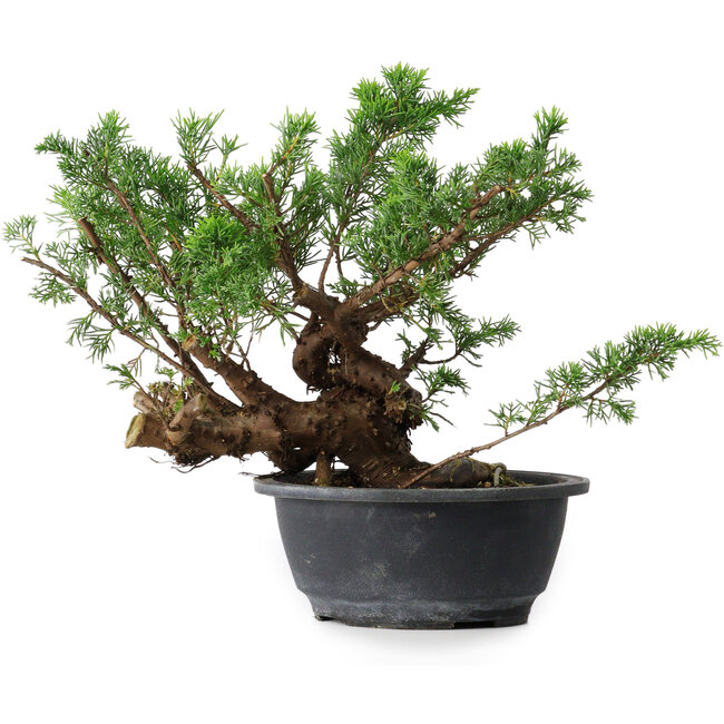 Juniperus chinensis, 25 cm, ± 18 anni