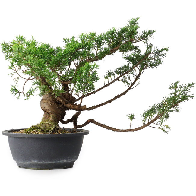 Juniperus chinensis, 28,5 cm, ± 18 years old