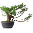 Juniperus chinensis, 28,5 cm, ± 18 ans