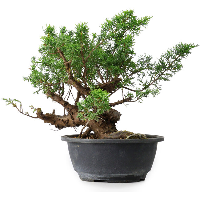 Juniperus chinensis, 25 cm, ± 18 ans