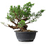 Juniperus chinensis, 25 cm, ± 18 anni