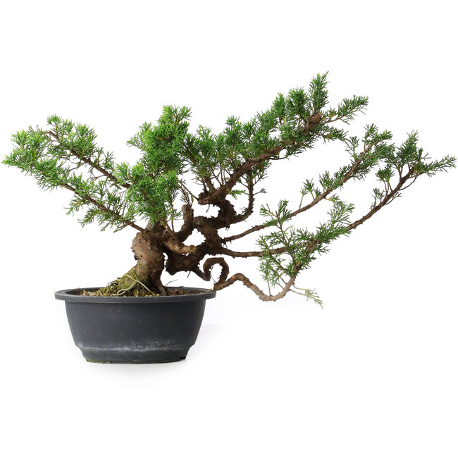 Juniperus chinensis, 28,5 cm, ± 18 jaar oud