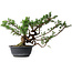 Juniperus chinensis, 28,5 cm, ± 18 ans