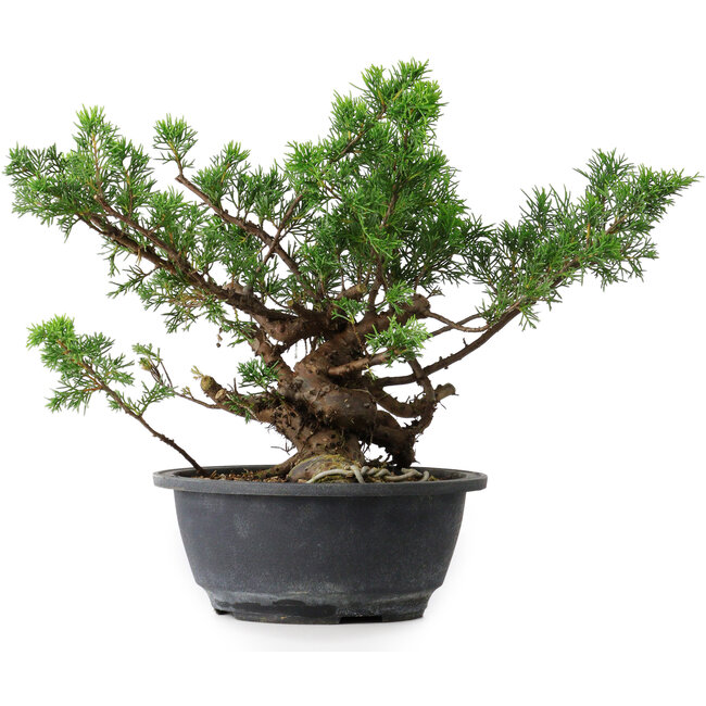 Juniperus chinensis, 25 cm, ± 18 ans