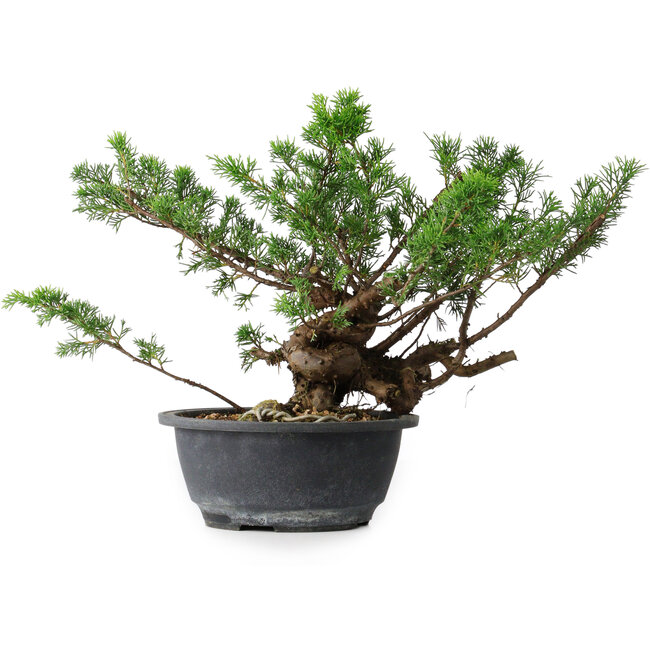 Juniperus chinensis, 25 cm, ± 18 ans
