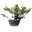 Juniperus chinensis, 25 cm, ± 18 ans