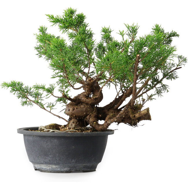 Juniperus chinensis, 25 cm, ± 18 ans