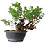 Juniperus chinensis, 25 cm, ± 18 ans