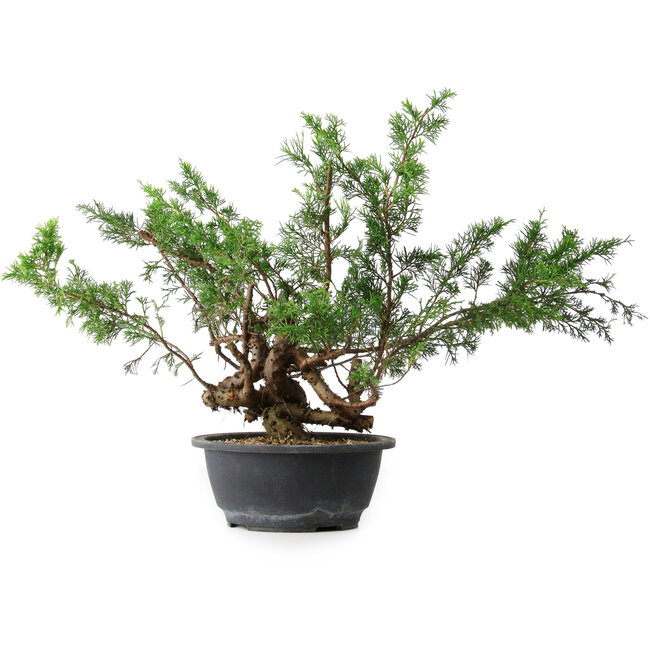 Juniperus chinensis, 33,5 cm, ± 18 ans