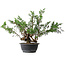Juniperus chinensis, 33,5 cm, ± 18 ans
