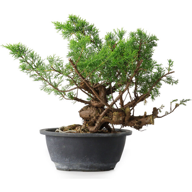 Juniperus chinensis, 25 cm, ± 18 años