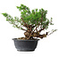 Juniperus chinensis, 25 cm, ± 18 Jahre alt