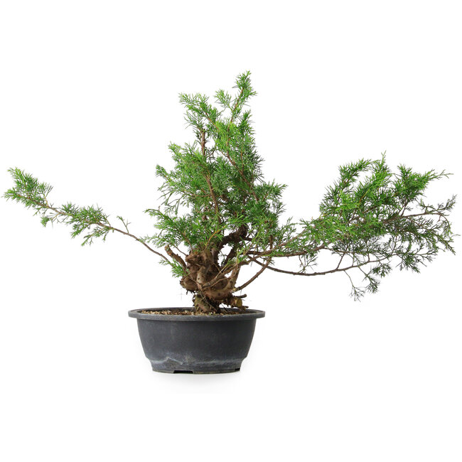 Juniperus chinensis, 33,5 cm, ± 18 anni