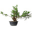 Juniperus chinensis, 33,5 cm, ± 18 ans