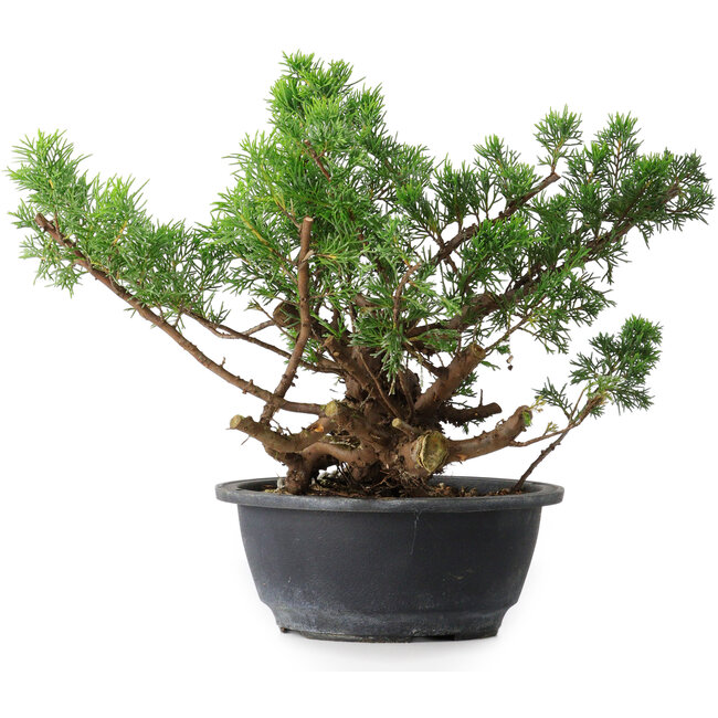 Juniperus chinensis, 25 cm, ± 18 ans