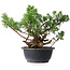 Juniperus chinensis, 25 cm, ± 18 ans
