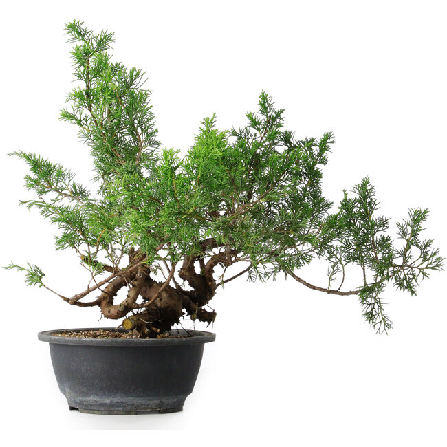 Juniperus chinensis, 33,5 cm, ± 18 ans