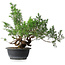 Juniperus chinensis, 33,5 cm, ± 18 ans