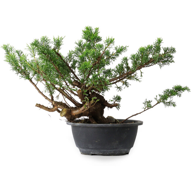 Juniperus chinensis, 25 cm, ± 18 anni
