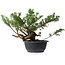 Juniperus chinensis, 25 cm, ± 18 ans