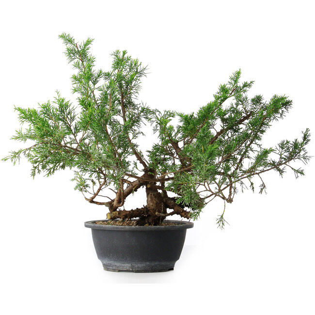Juniperus chinensis, 33,5 cm, ± 18 years old