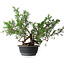 Juniperus chinensis, 33,5 cm, ± 18 ans