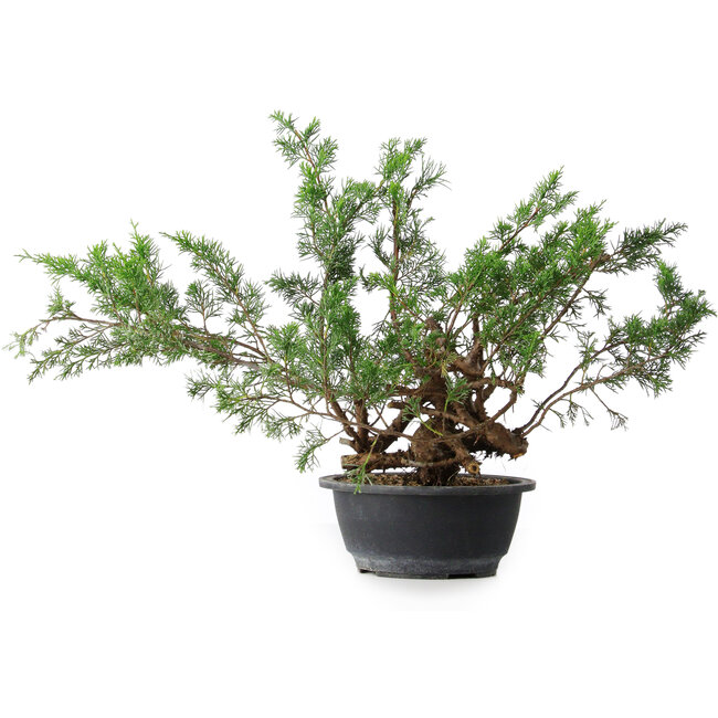 Juniperus chinensis, 33,5 cm, ± 18 years old