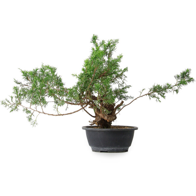 Juniperus chinensis, 33,5 cm, ± 18 Jahre alt