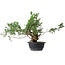 Juniperus chinensis, 33,5 cm, ± 18 ans